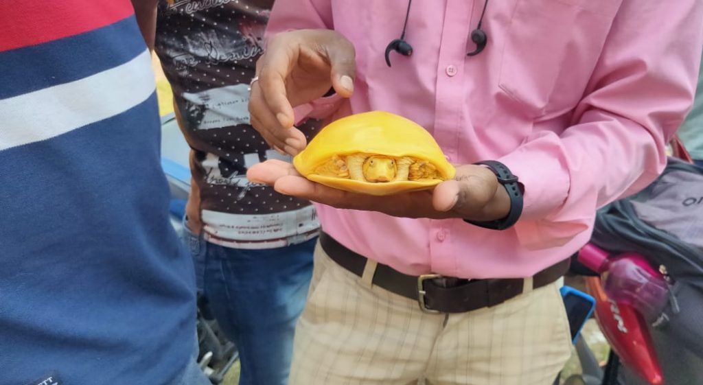 В Индии обнаружили необычную «золотую» черепаху
