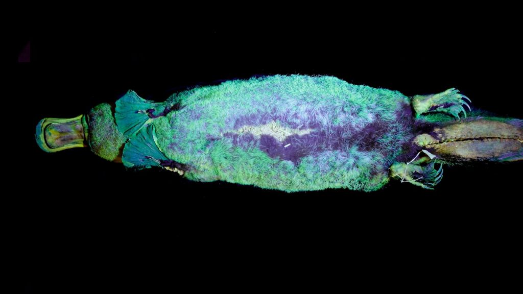Утконосы могут светиться под действием ультрафиолетовых лучей