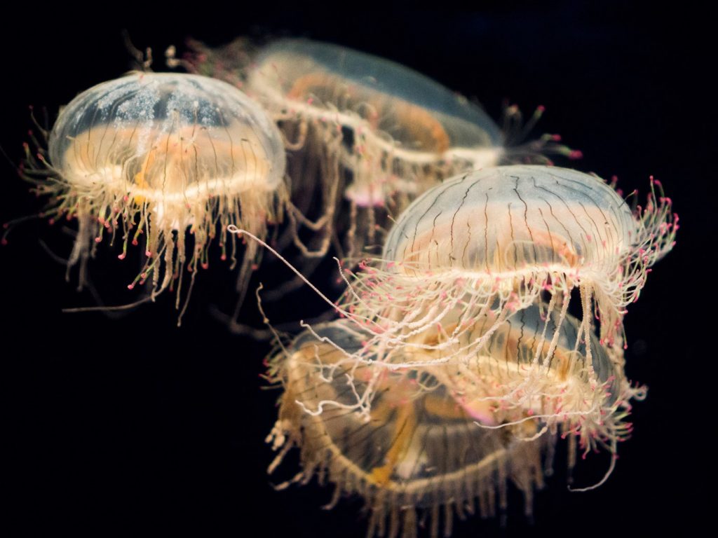 3 ноября: Всемирный день медуз