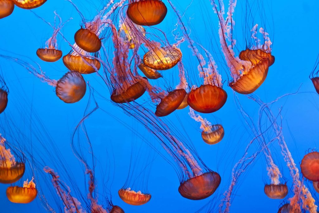 3 ноября: Всемирный день медуз