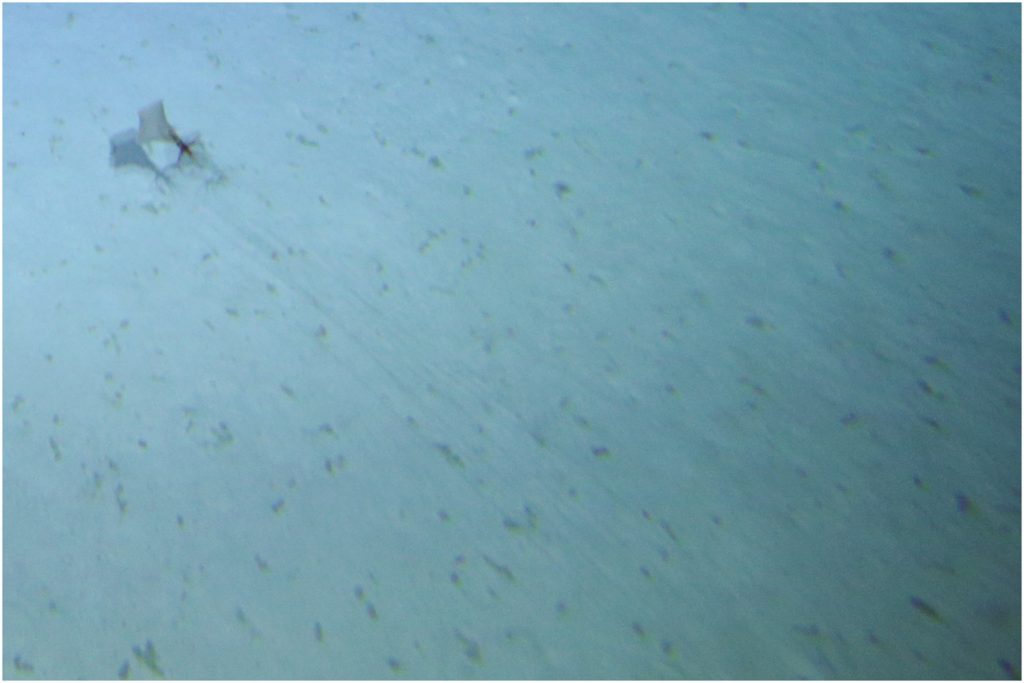 Глубоководные кальмары рода Magnapinna 