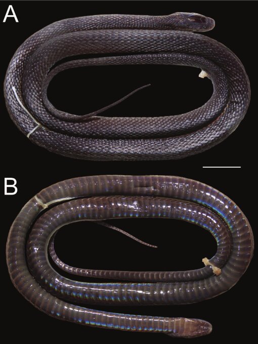 Achalinus zugorum: во Вьетнаме открыли новую перламутровую змею