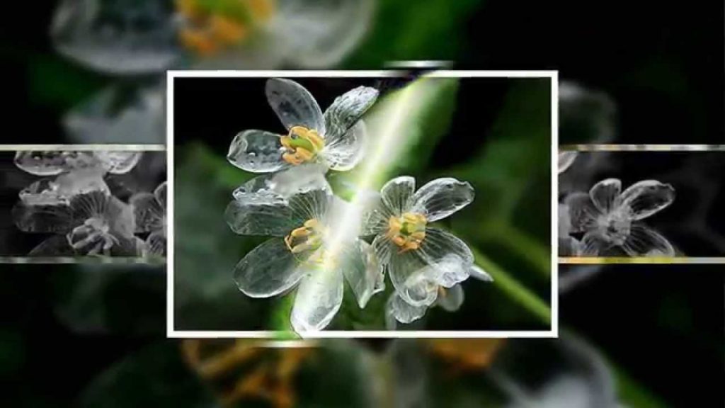 Diphylleia grayi – удивительный цветок-скелет