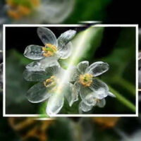 Diphylleia grayi — дивовижна квітка-скелет