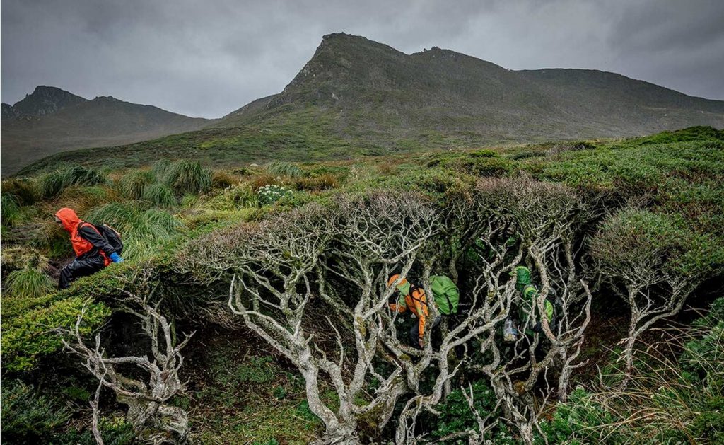 Нотофагус берёзовый: самое южное дерево в мире