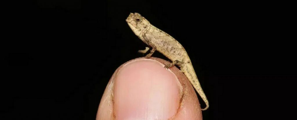 Brookesia nana: самая маленькая рептилия в мире