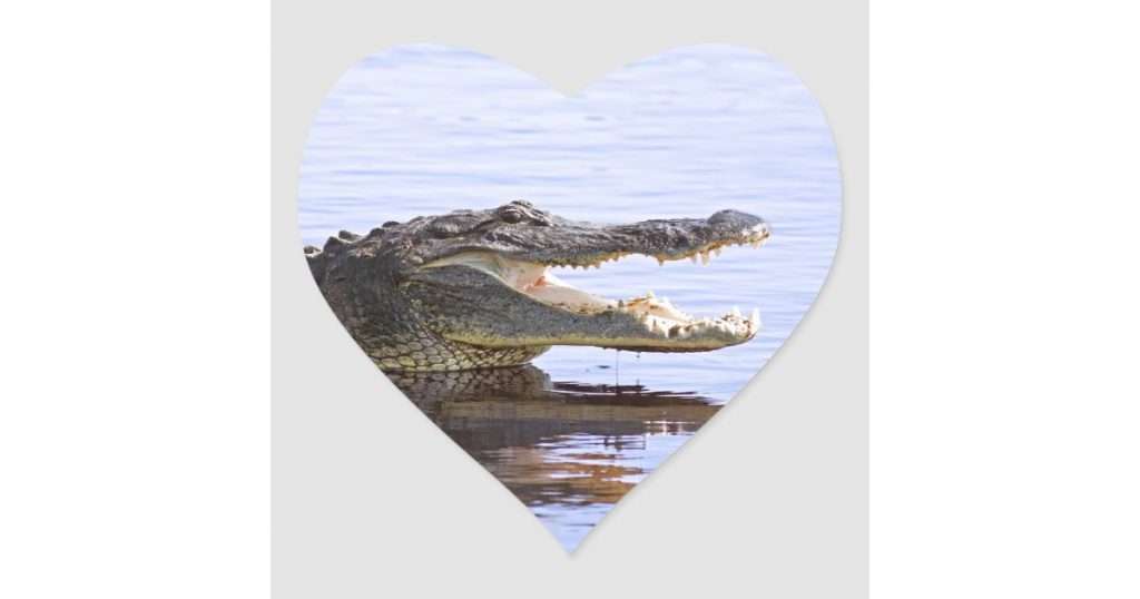 Defibrillate you later, alligator: сердца аллигаторов защищены от аритмии
