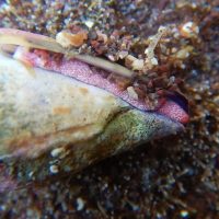 Яд моллюска Conus nux как средство против малярии