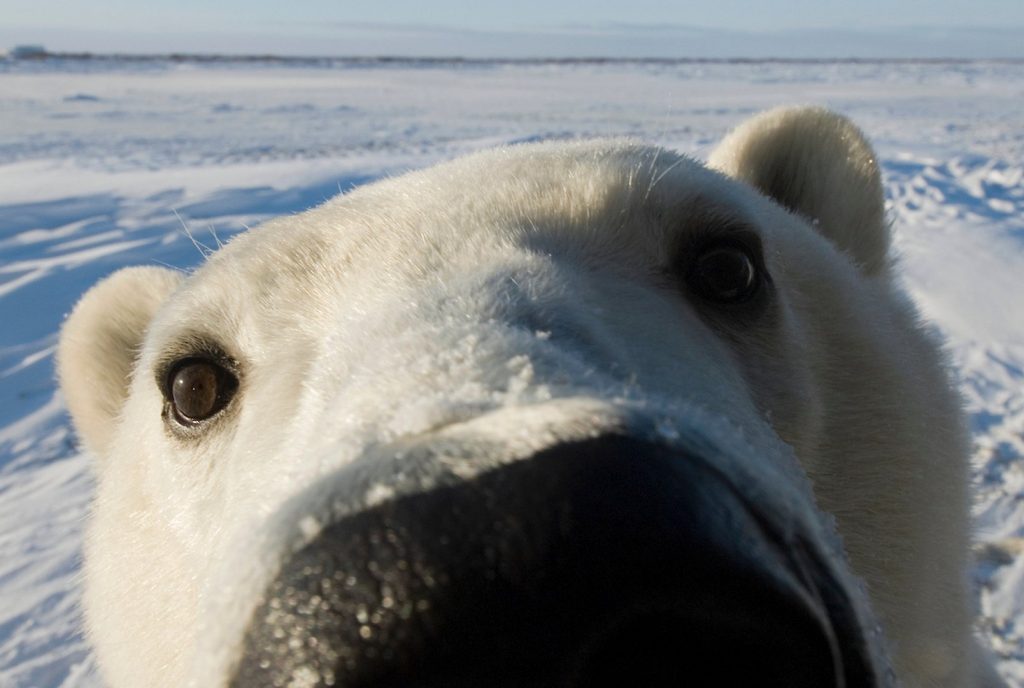 27 февраля: Международный день полярного медведя