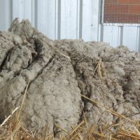 Крис – самая шерстистая овца в мире