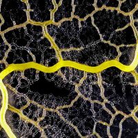 Секрет умного слизевика Physarum polycephalum