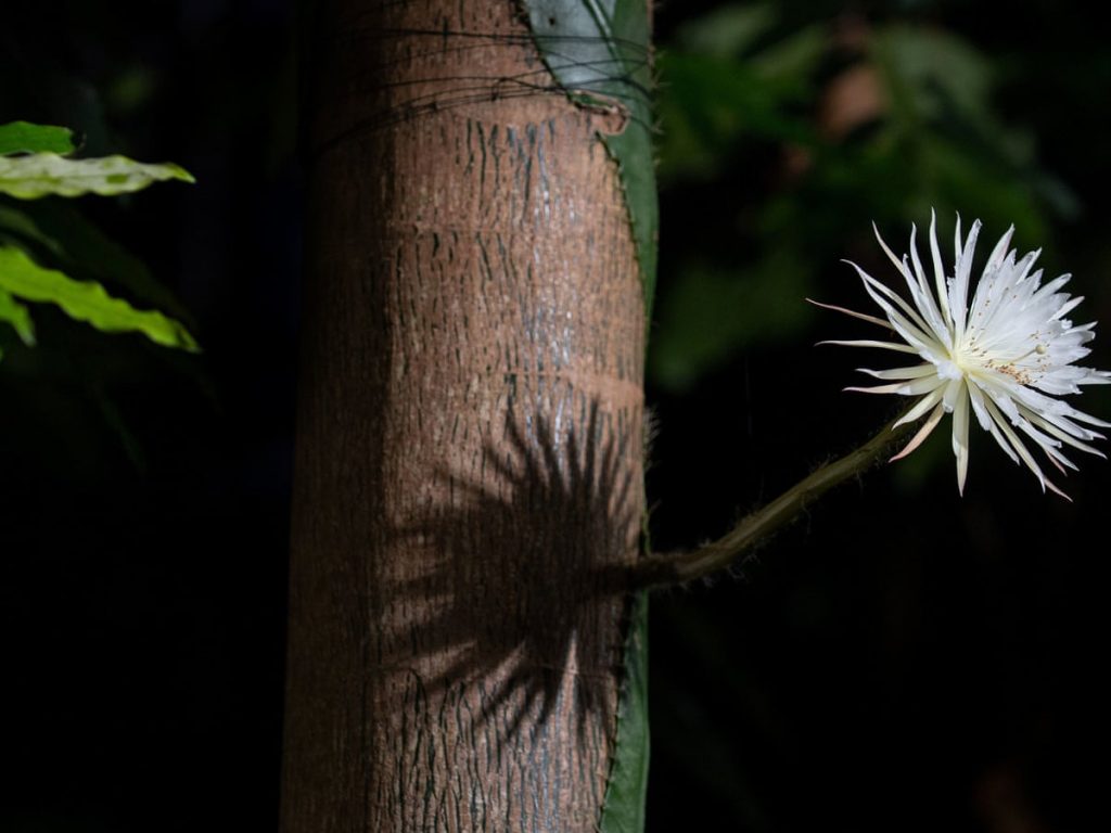 В Британии впервые зацвёл лунный кактус Strophocactus wittii