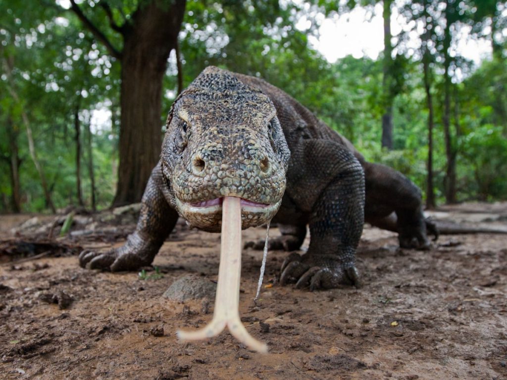Комодский дракон: крупнейшая ящерица в мире