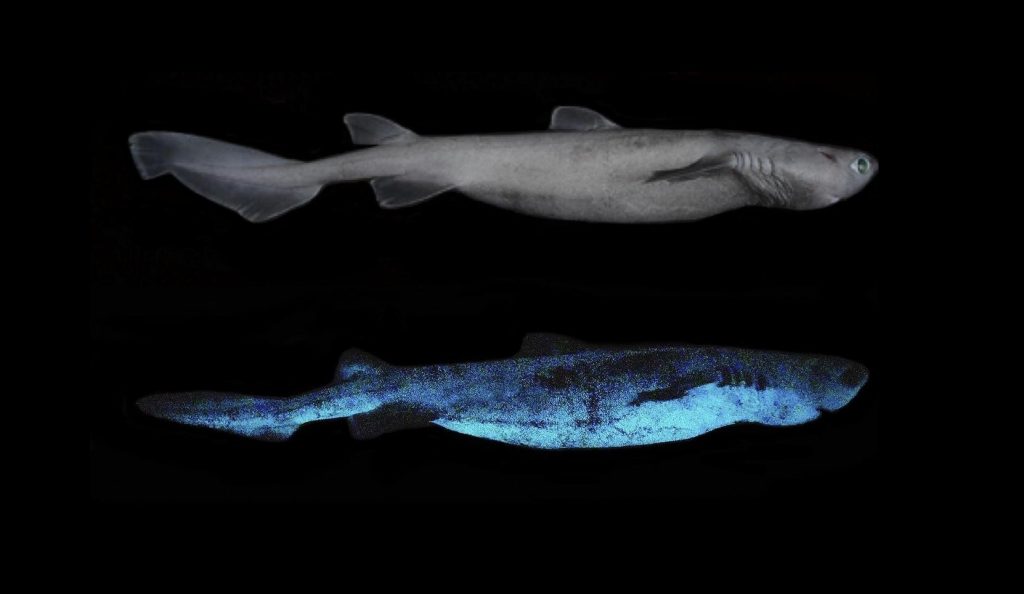 Чёрная акула Dalatias licha: крупнейшее светящееся позвоночное
