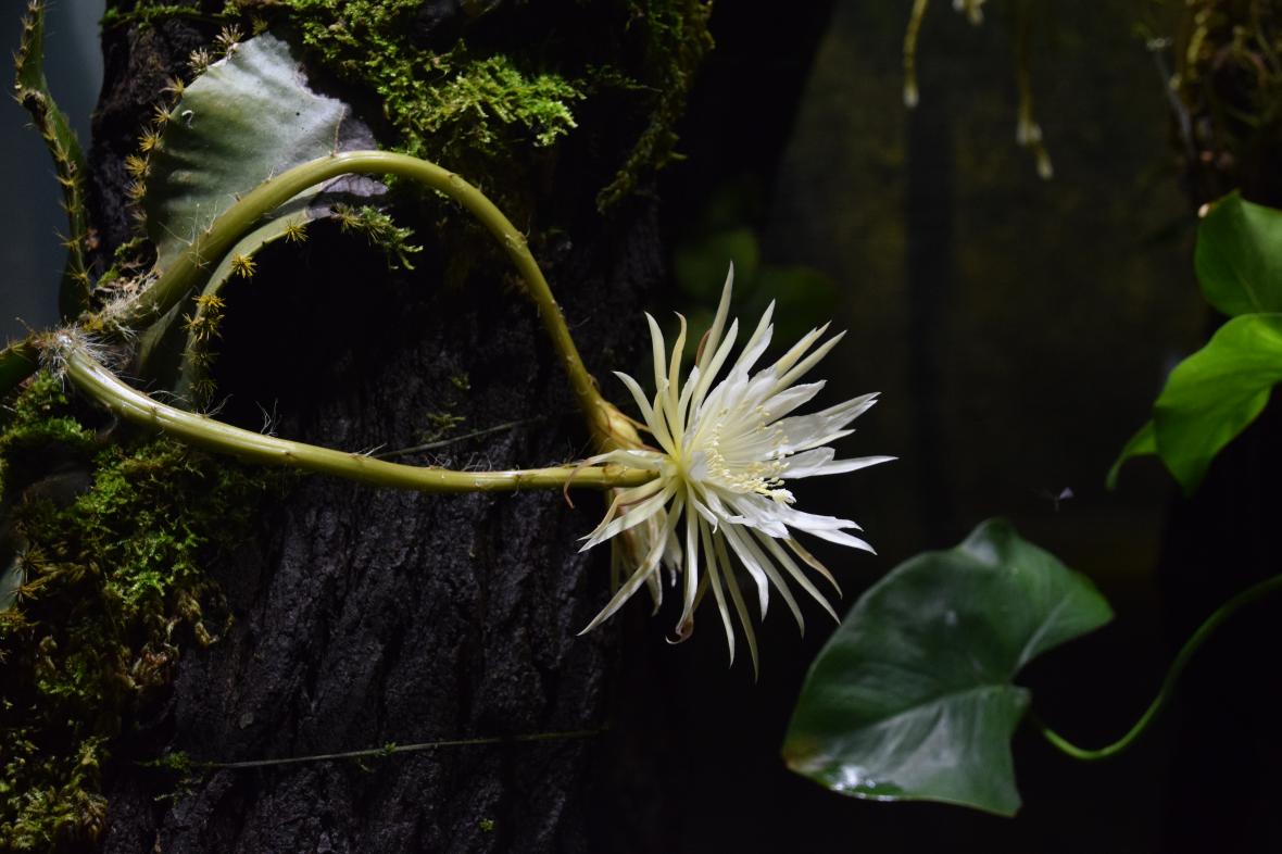 В Британии впервые зацвёл лунный кактус Strophocactus wittii