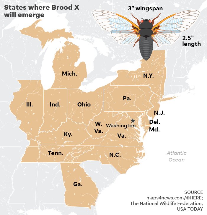 Выводок X: США готовятся к нашествию миллиардов цикад