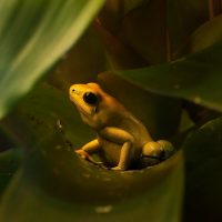 Ужасный листолаз – самая ядовитая лягушка в мире