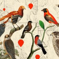 Учёные подсчитали, сколько диких птиц живёт на Земле