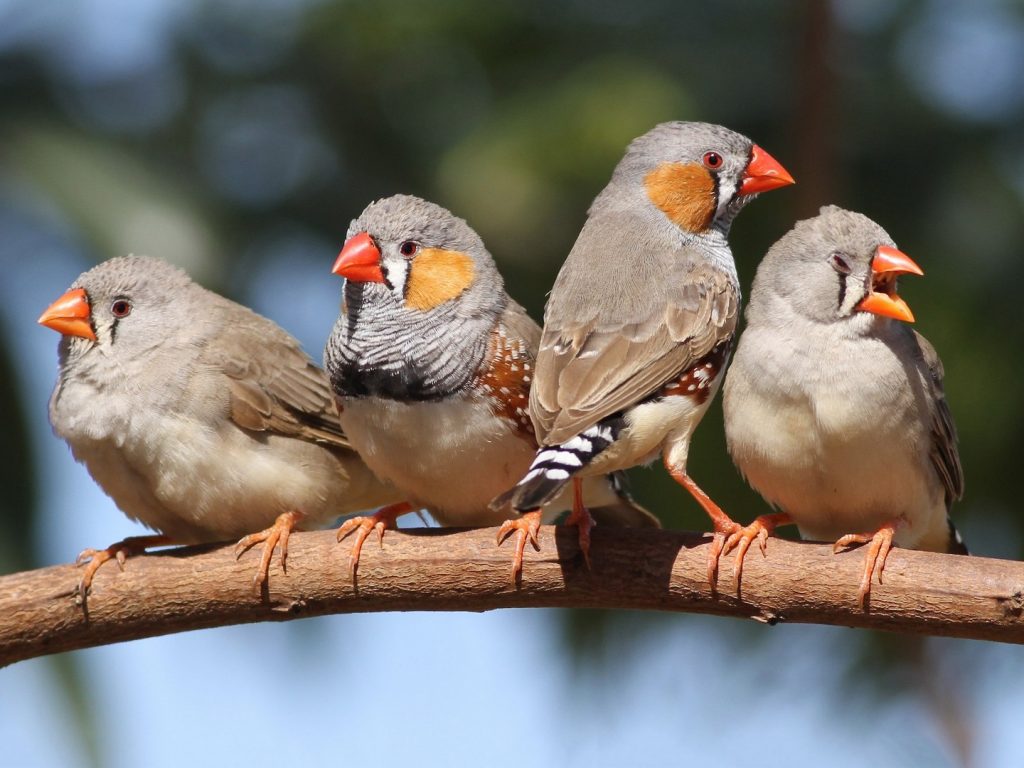 Учёные воспроизвели пение птиц по их мозговой активности