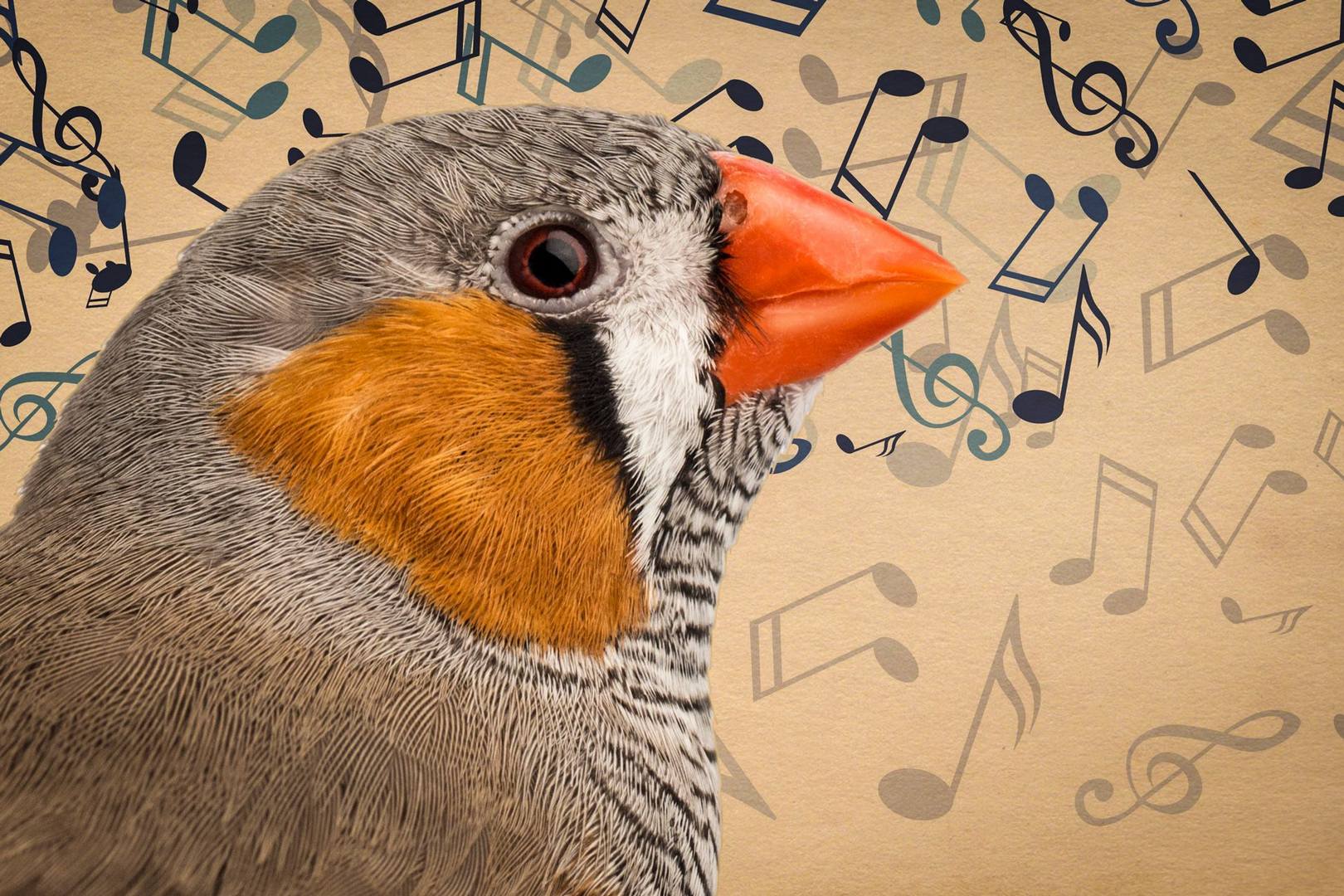 Птица ученый. Звуки животных и птиц.