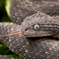 Стерео-обоняние: зачем змеям нужен раздвоенный язык?