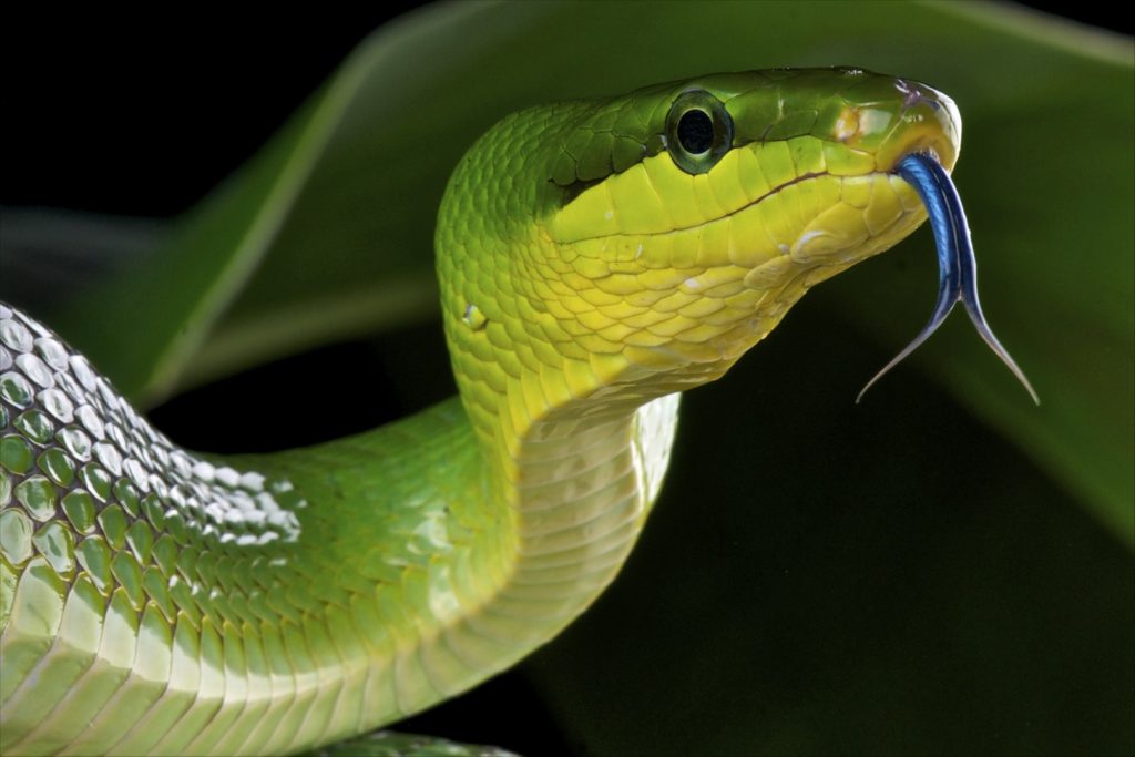 Стерео-обоняние: зачем змеям нужен раздвоенный язык?
