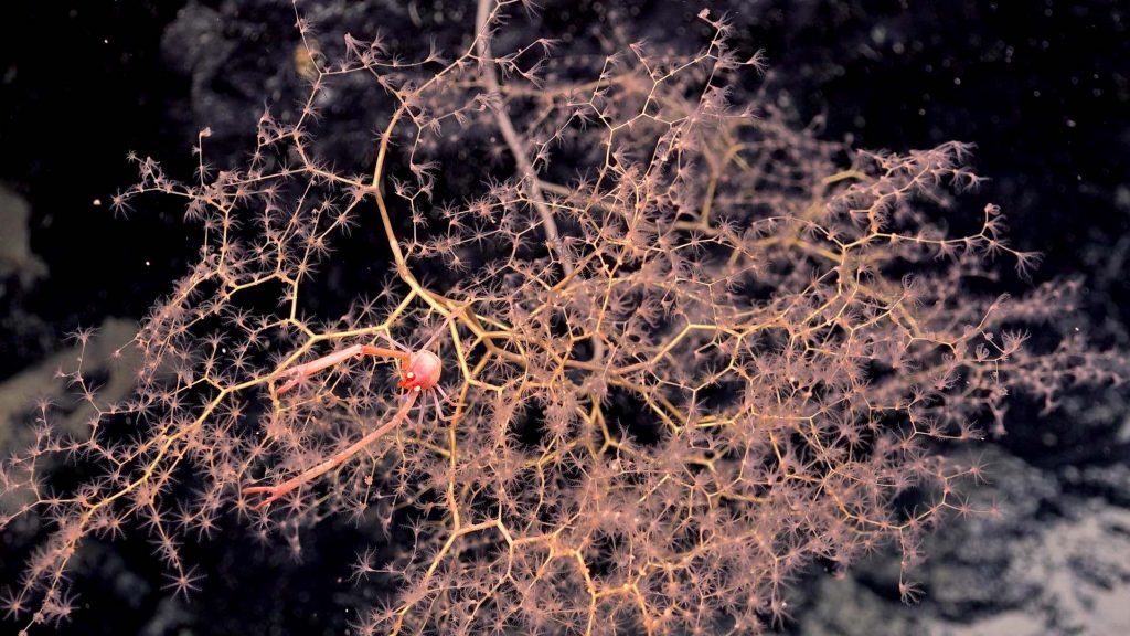 Vitreledonella richardi: глубоководный стеклянный осьминог