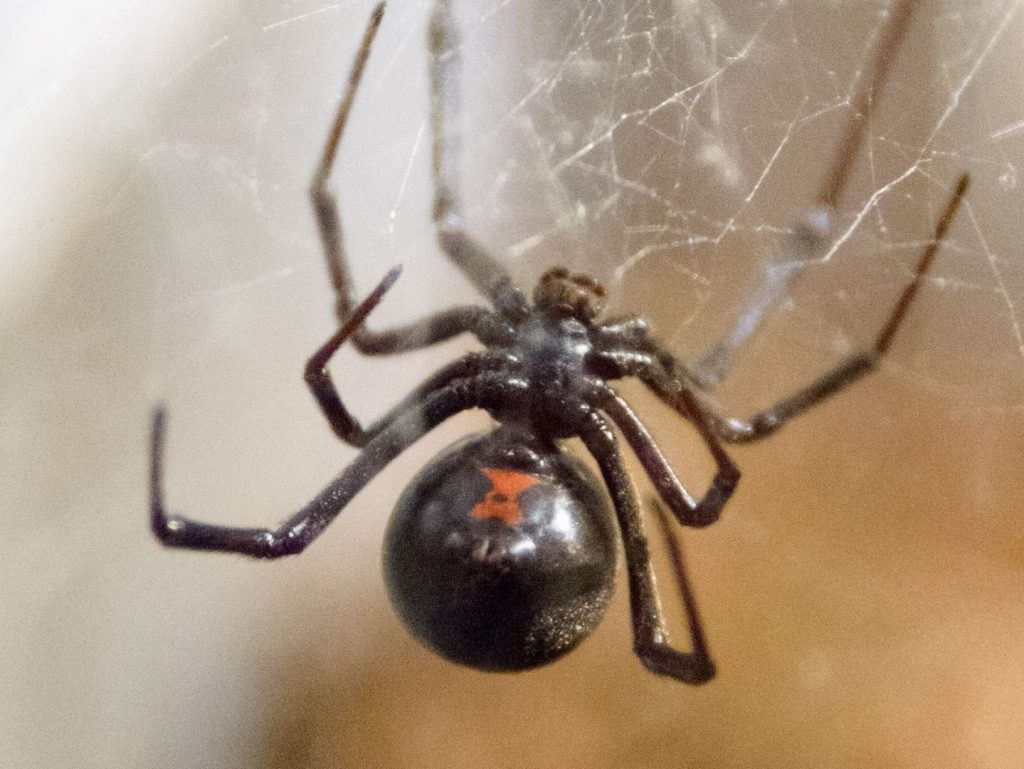 Чёрная вдова: интересные факты о самых знаменитых пауках