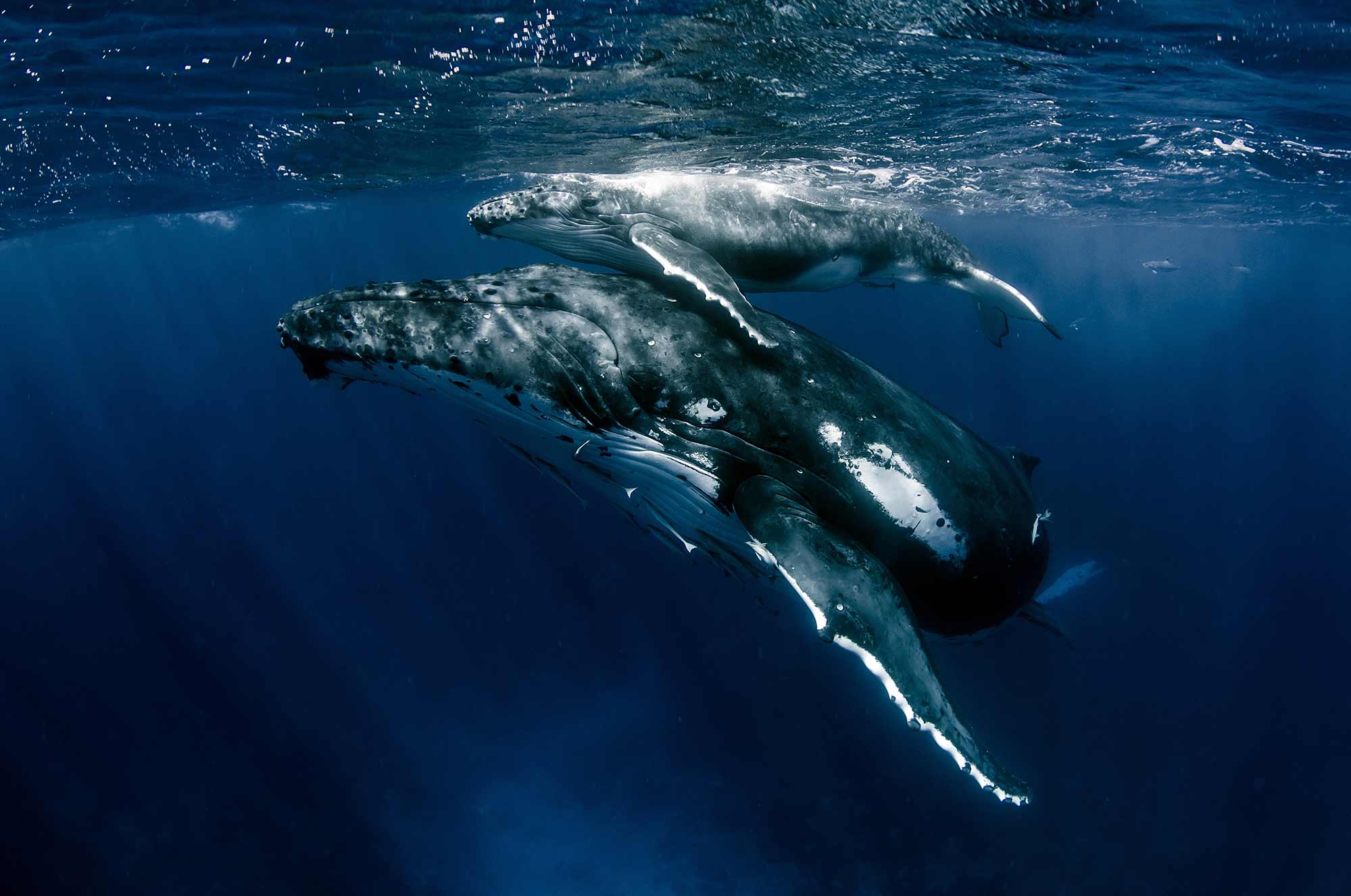 23 июля: Всемирный день китов и дельфинов