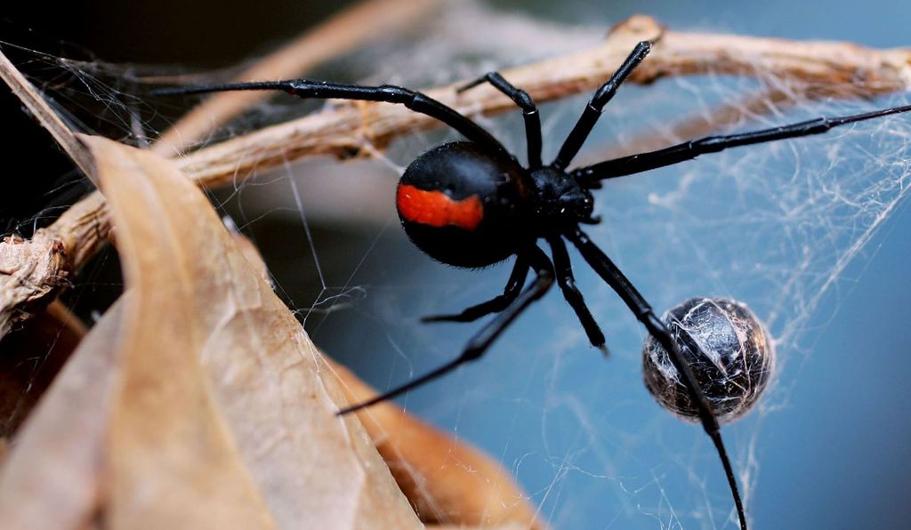 Чёрная вдова: интересные факты о самых знаменитых пауках