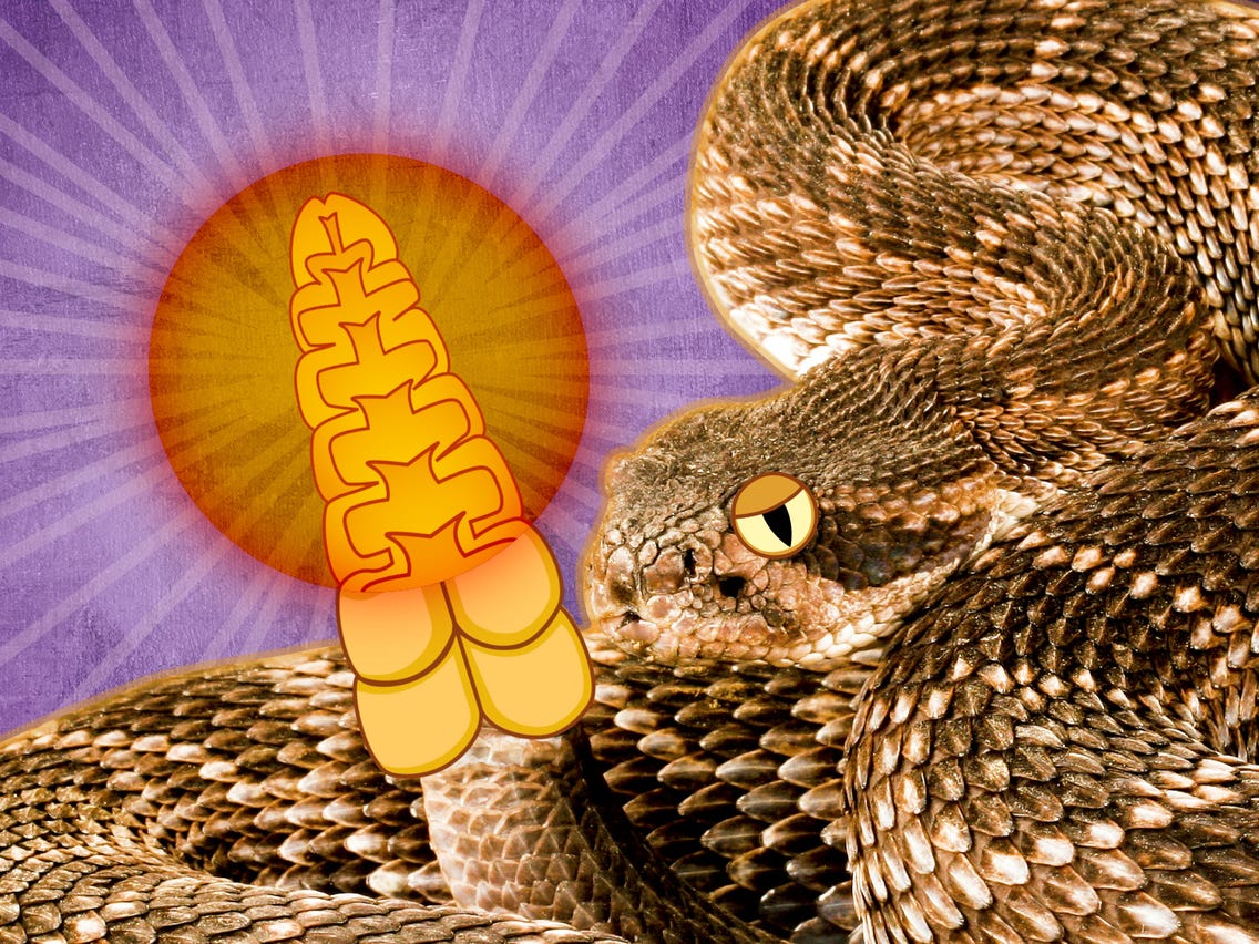 Гремучие змеи используют слуховые иллюзии для обмана потенциальных врагов