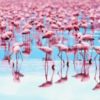 Интересные факты о прекрасных фламинго