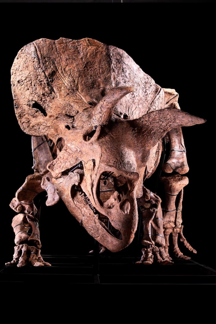Большой Джон: скелет гигантского трицератопса выставили на аукцион