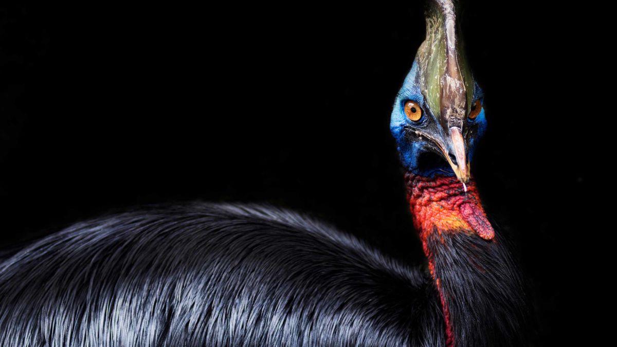 Казуары – самые опасные птицы в мире