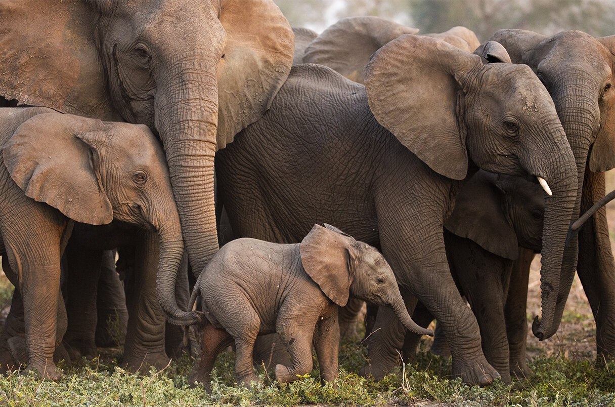 Почему африканские слоны всё чаще рождаются без бивней