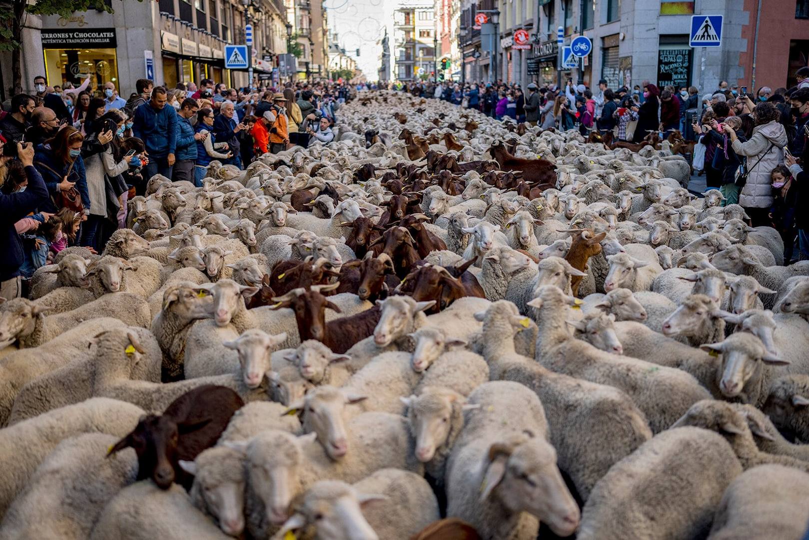 Fiesta de la Trashumancia: нашествие овец в Мадриде
