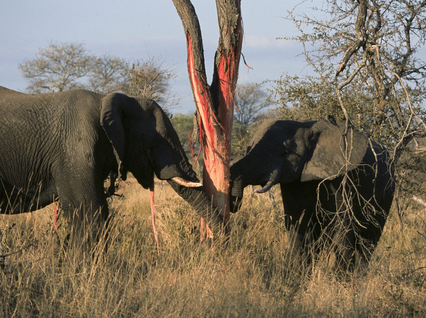 Почему африканские слоны всё чаще рождаются без бивней