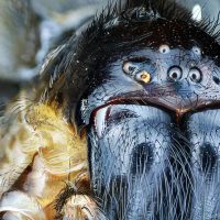 Арахнофобия: почему мы боимся пауков?