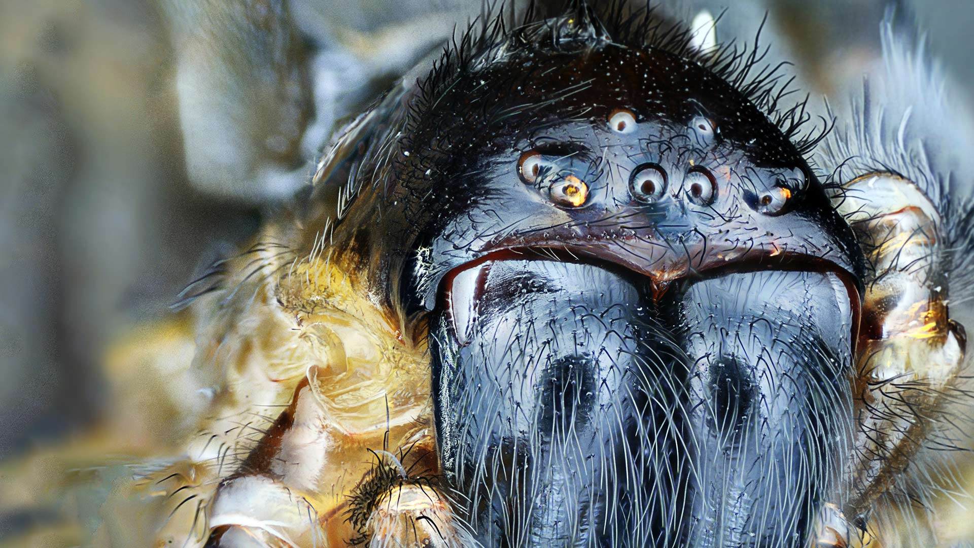 Арахнофобия: почему мы боимся пауков?