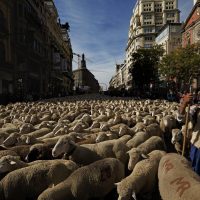 Fiesta de la Trashumancia: нашествие овец в Мадриде