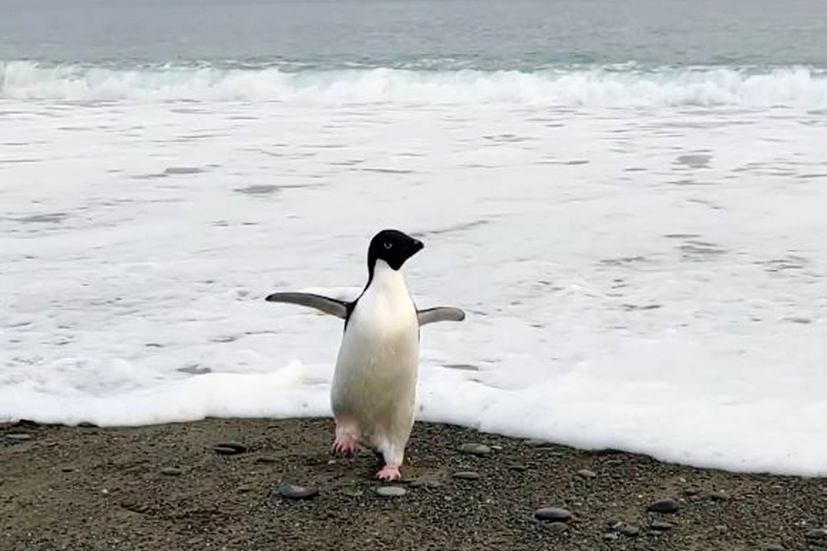 Пингвин Адели случайно приплыл в Новую Зеландию