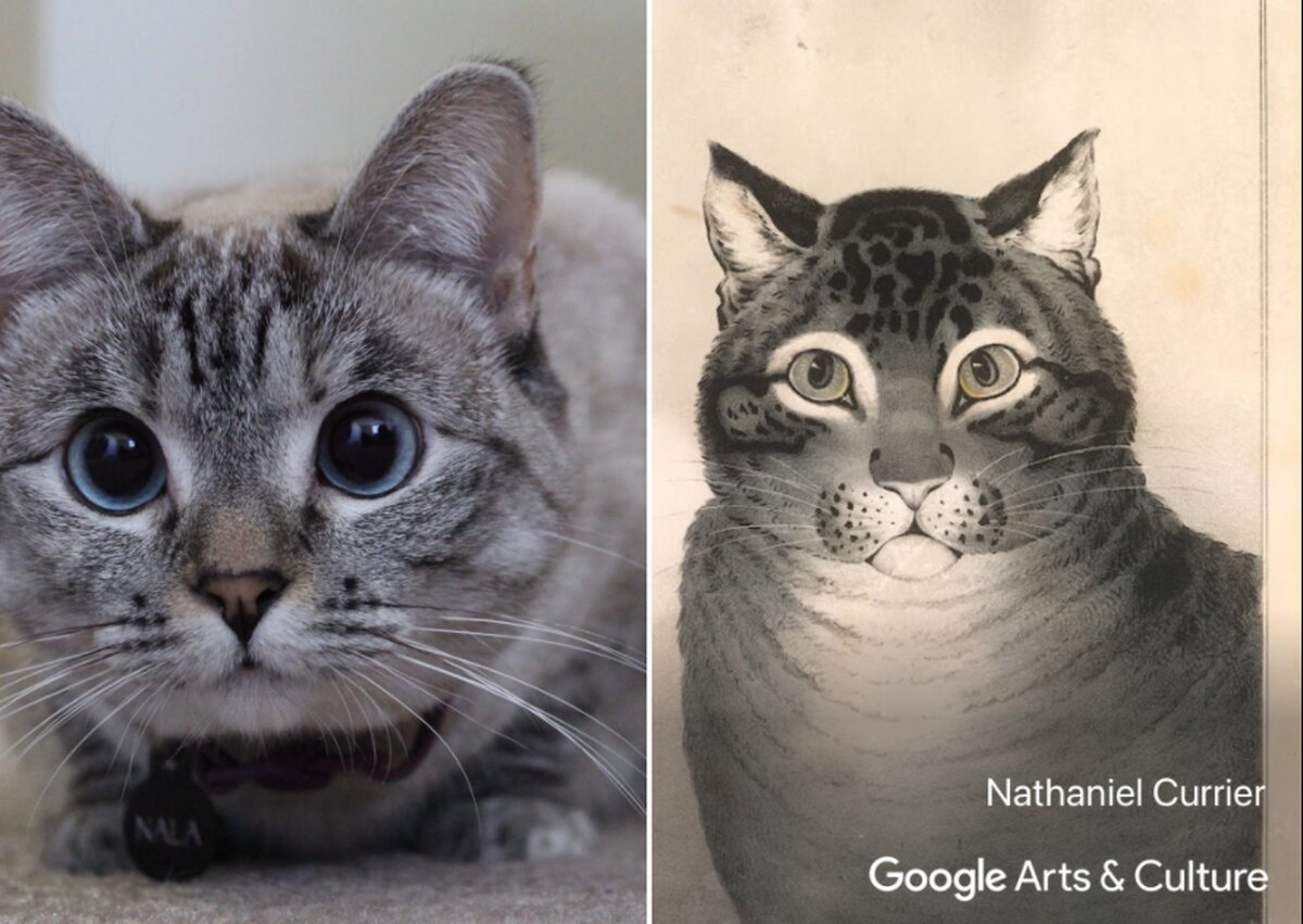 Google Pet Portraits: найдите двойника своего питомца