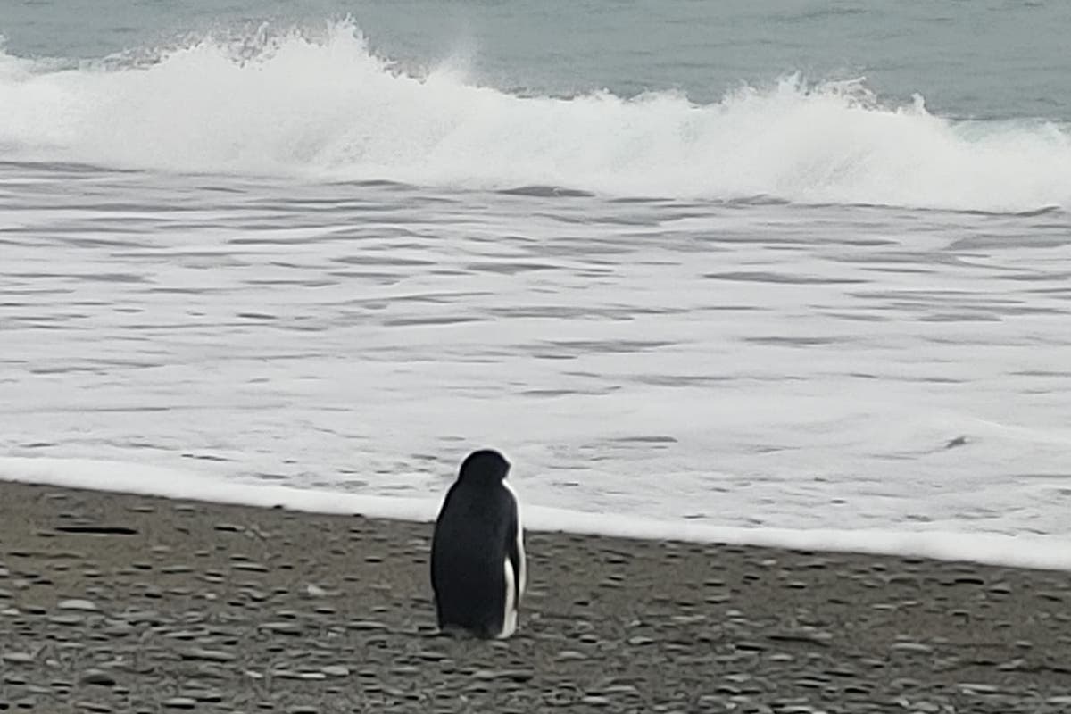 Пингвин Адели случайно приплыл в Новую Зеландию