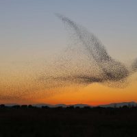 Танец птиц: природа феномена мурмурации