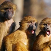 14 декабря: Международный день обезьян