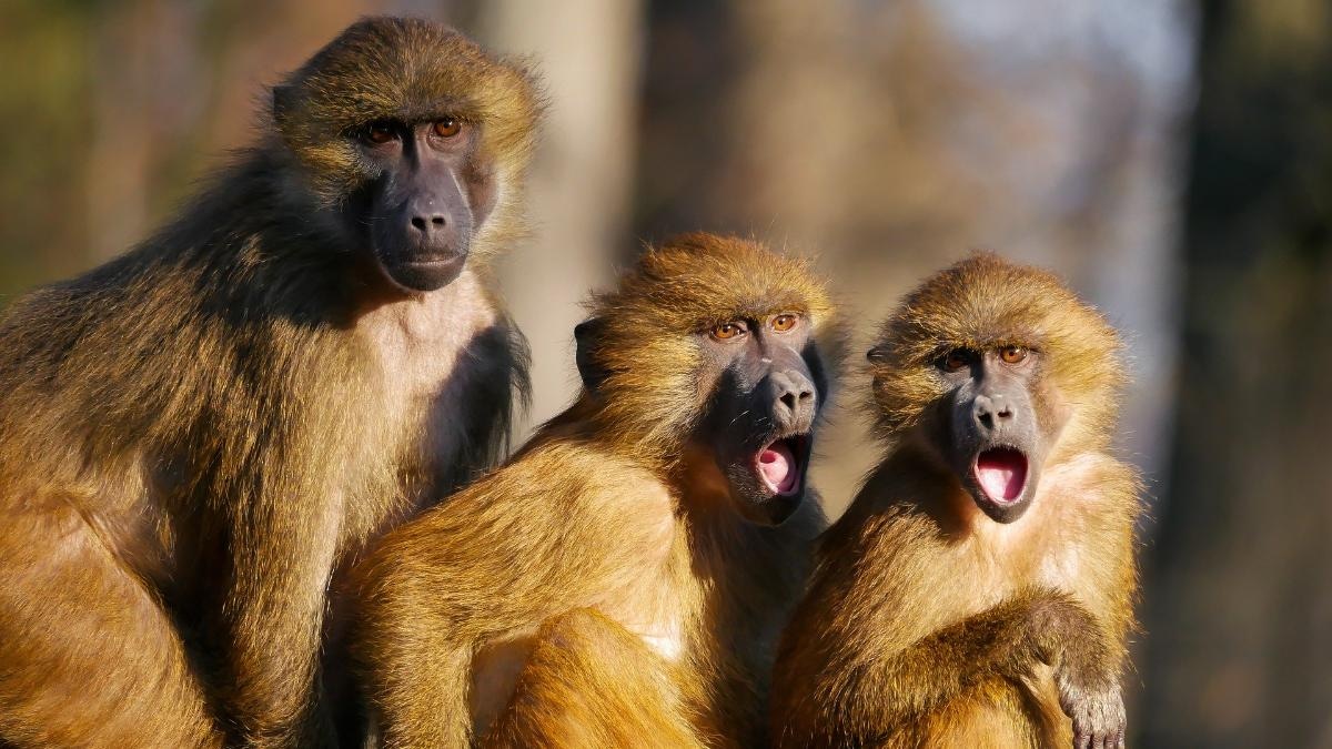 14 декабря: Международный день обезьян