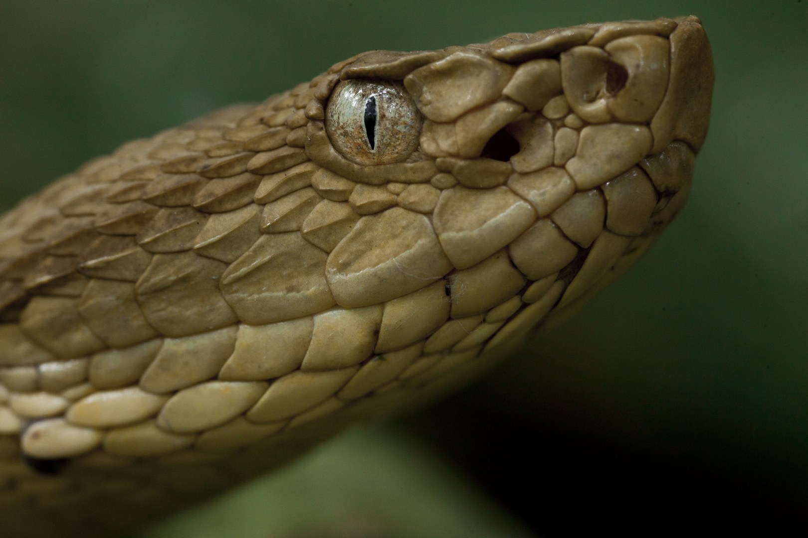 Кеймада-Гранди: бразильский остров змей