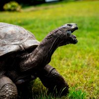 Джонатан: самая старая черепаха в мире