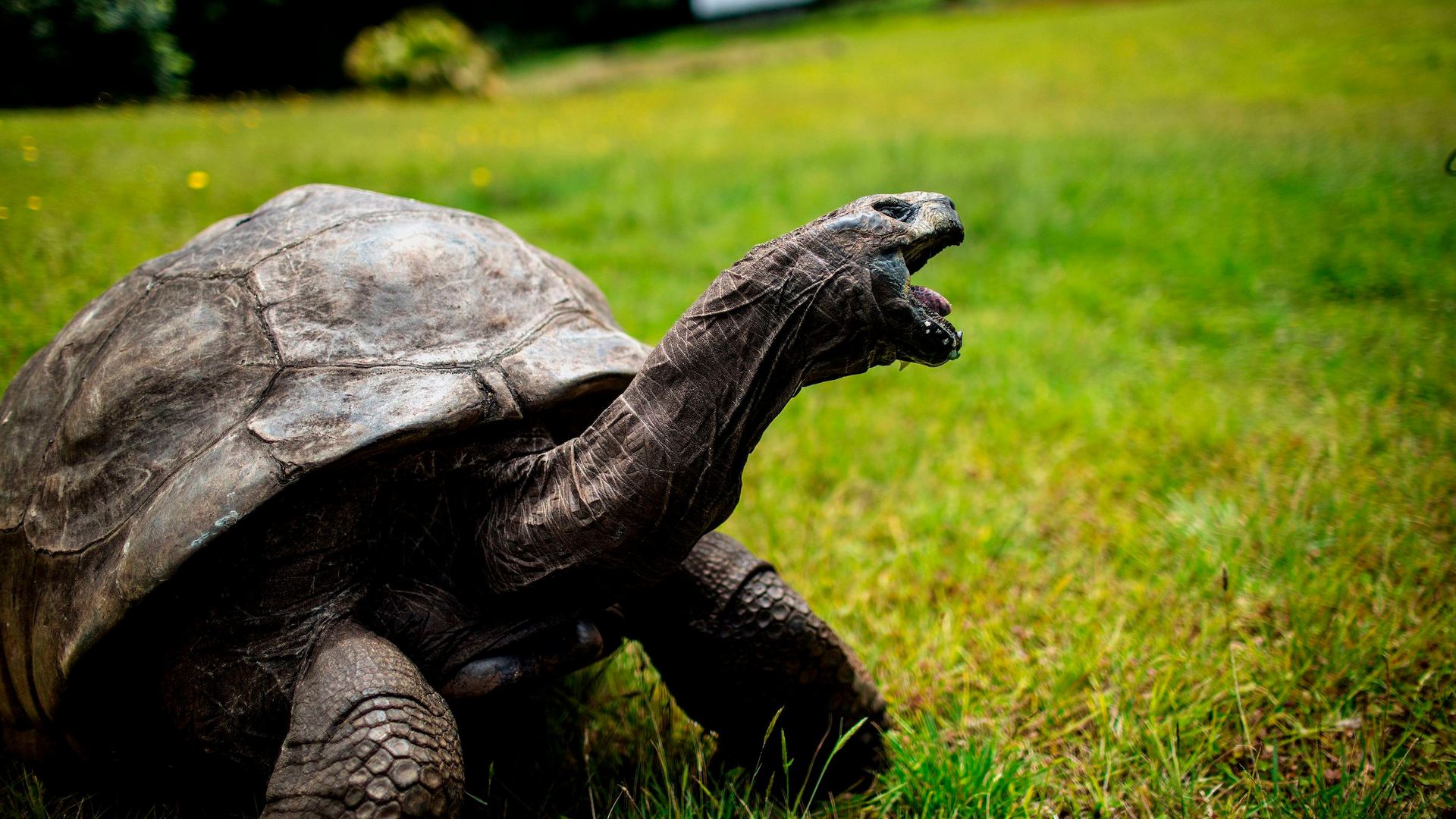 Джонатан: самая старая черепаха в мире