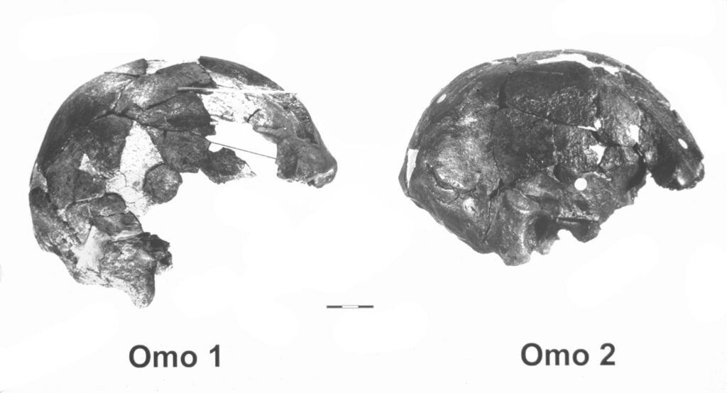 Древний Homo sapiens Омо I оказался гораздо старше предполагаемого возраста